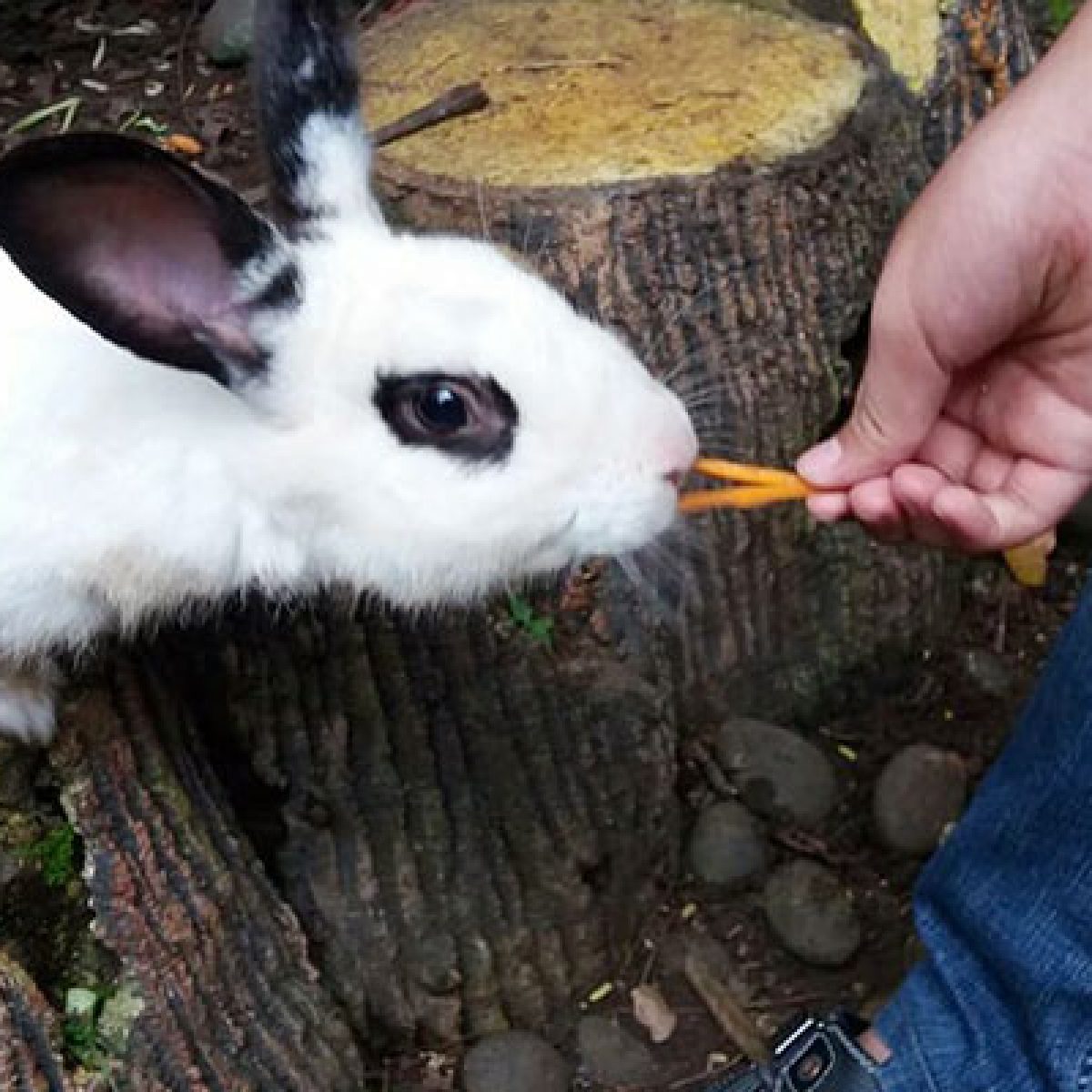 Senang Sekali Ikut Fangshen dan Memberi Makan Kelinci 